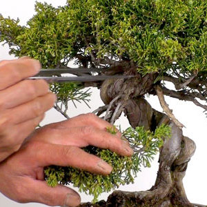 tree pruning proposal t1517 t1530 tree pruning proposal t1517 t1530