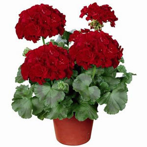 Jak dbać o pelargonie wielkokwiatowe?