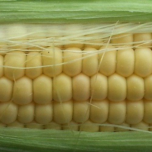 Jak wykorzystać mąkę kukurydzianą w nietypowy sposób?
