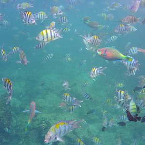 Nurkowanie na Phi Phi