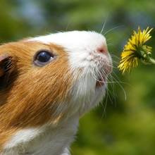 Jak prawidłowo opiekować się świnką morską (kawią domową)?