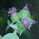 Jakie właściwości i zastosowanie ma łopian?