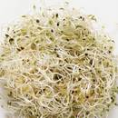 Korzyści z jedzenia kiełków