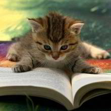 Sposoby na wychowanie kota