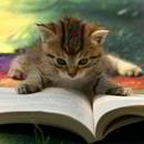 Sposoby na wychowanie kota