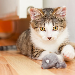 Kot ma swoją kocią naturę