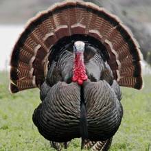 Czemu warto jadać mięso z indyka?