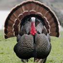 Czemu warto jadać mięso z indyka?