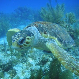Half Moon Caye