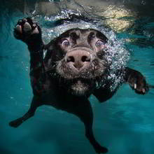 Jak przekonać rodziców do posiadania psa?