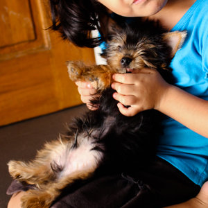 Pokaż, że potrafisz się opiekować psem