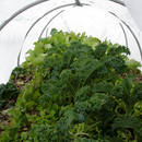 Jak wykonać ogrodowy tunel z rur PCV i folii?