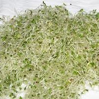 Wysiew nasion na ligninie