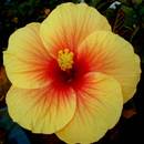 W jaki sposób należy pielęgnować hibiskus ogrodowy?