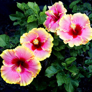 Ochrona przed mrozem i niskimi temperaturami