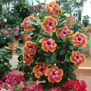 Odpowiednie miejsce po przeniesieniu roślin