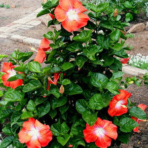 Ochrona przed szkodnikami