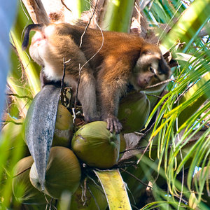 Małpy z gajów kokosowych