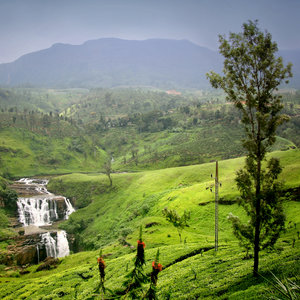 Nuwara Eliya