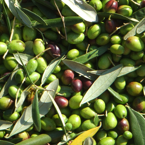 Oliwa z oliwek jako kosmetyk