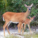 Jak uchronić ogród przed sarnami?