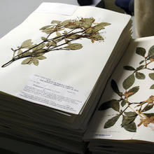 Jak wykonać zielnik?