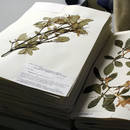 Jak wykonać zielnik?