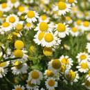 W jaki sposób należy stosować rumianek pospolity?