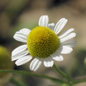 Których części roślin używać?