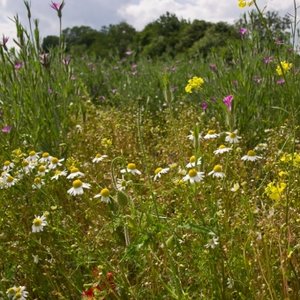 Gdzie zbierać rumianek pospolity?
