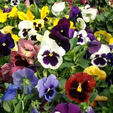 Właściwości zdrowotne bratka