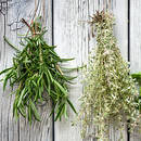 Jakie zioła łagodzą objawy menopauzy?