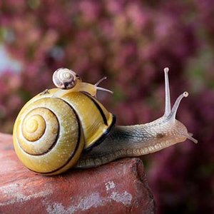 Coca-cola dba o twój ogród