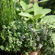 W jaki sposób przechowywać zioła?