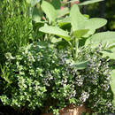 W jaki sposób przechowywać zioła?