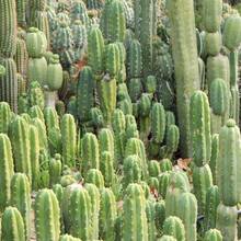 Jak należy pielęgnować kaktusy?