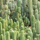 Jak należy pielęgnować kaktusy?