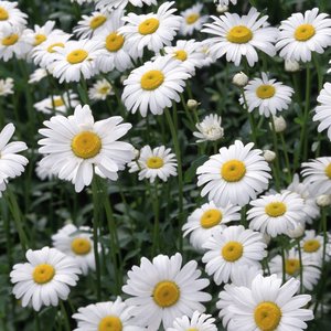 Zafunduj stopom relaks