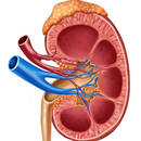 Jak dbać o zdrowie nerek?