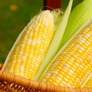 Kukurydza