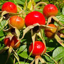 Domowe sposoby na przygotowanie leczniczych mikstur