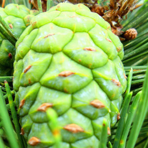 Syrop z szyszek na przeziębienie