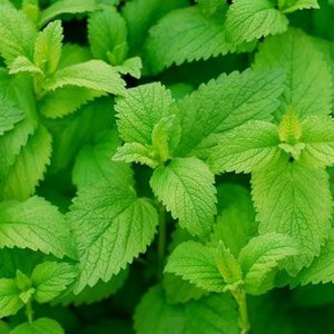 Wino z melisą na problemy z zasypianiem