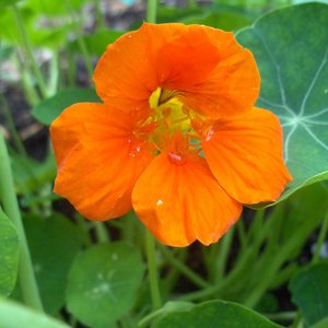 Nalewka z nasturcji na zespół napięcia przedmiesiączkowego