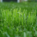 W jaki sposób usunąć plamy z trawy?