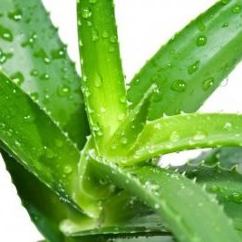 Soda i aloes