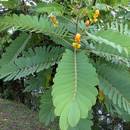 Właściwości i zastosowanie senesu wąskolistnego