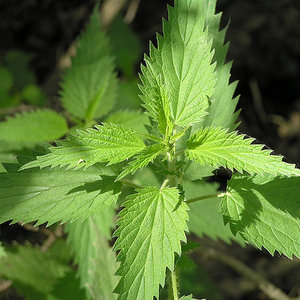 Pij napar z pokrzywy