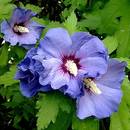 W jaki sposób rozmnażać hibiskusy?