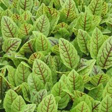 Jakie są właściwości szczawiu?